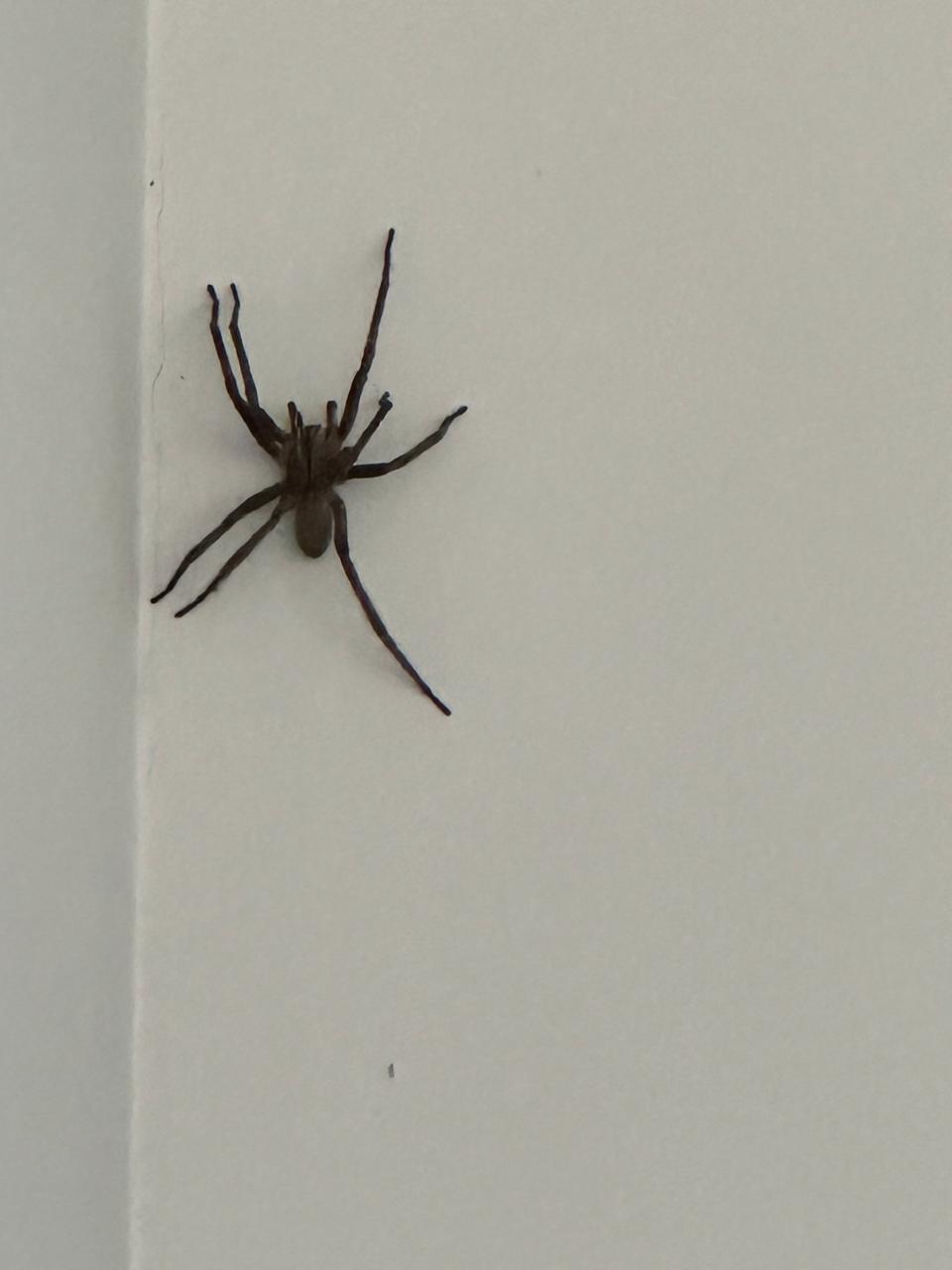 Aranha registrada na residência 1