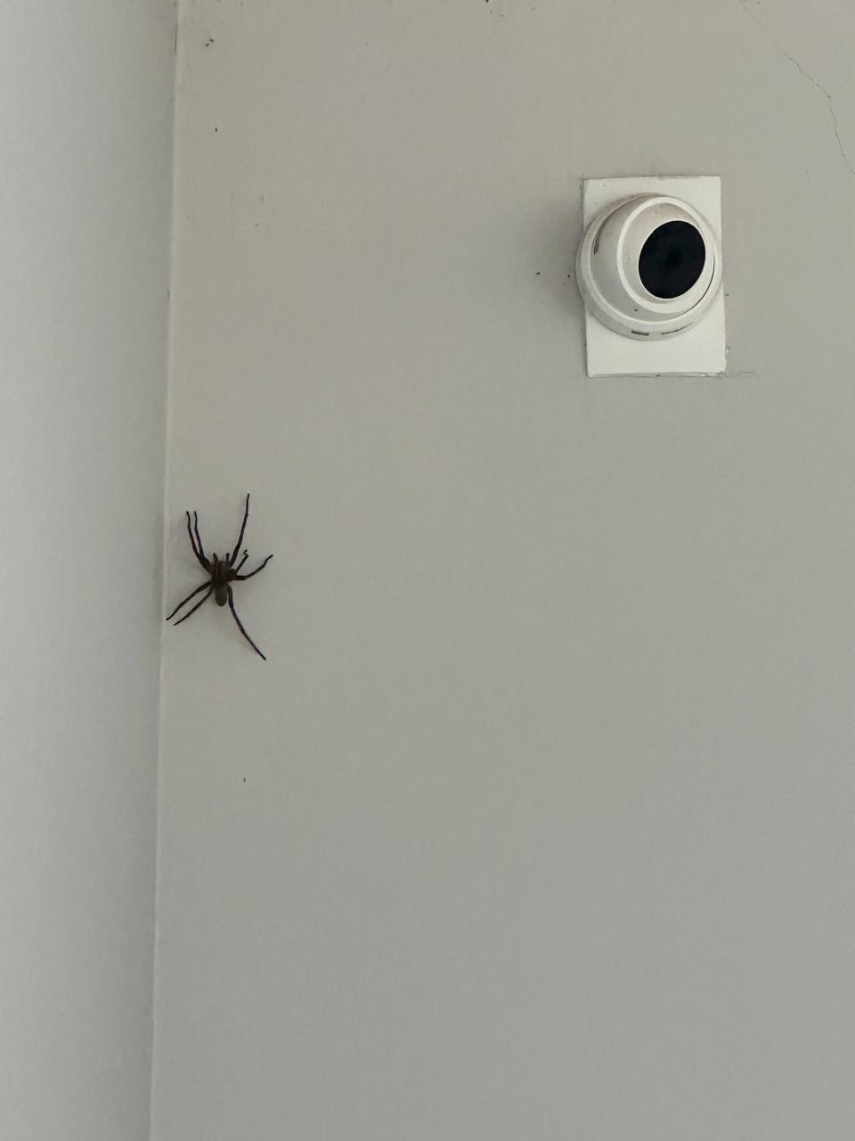 Aranha registrada na residência 2