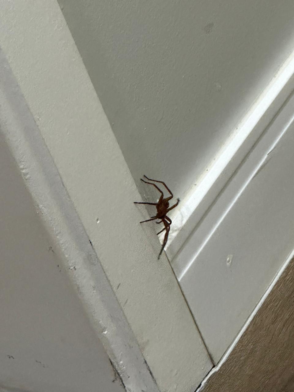 Aranha registrada na residência 3