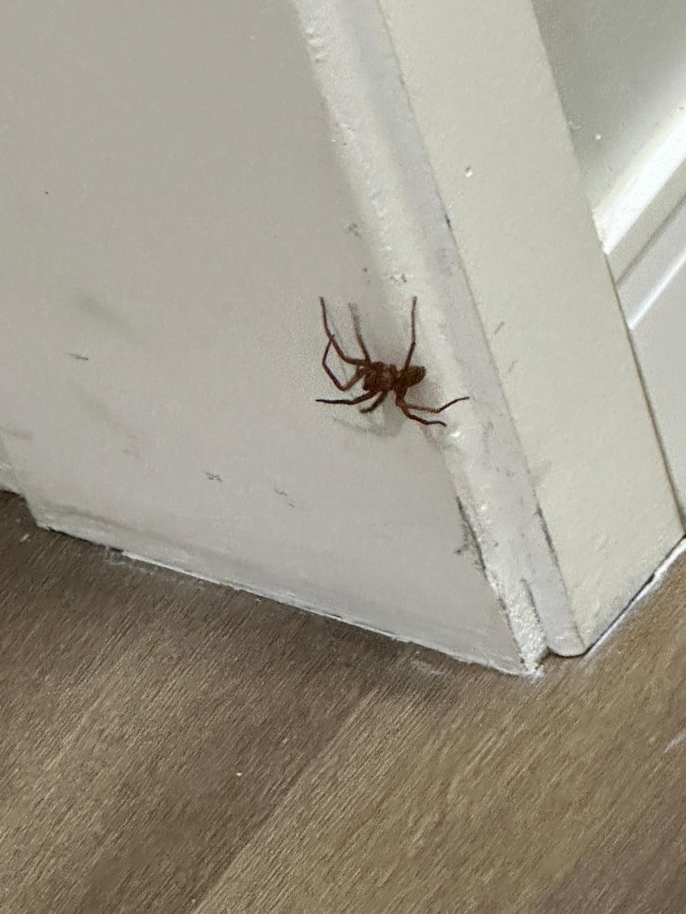 Aranha registrada na residência 4