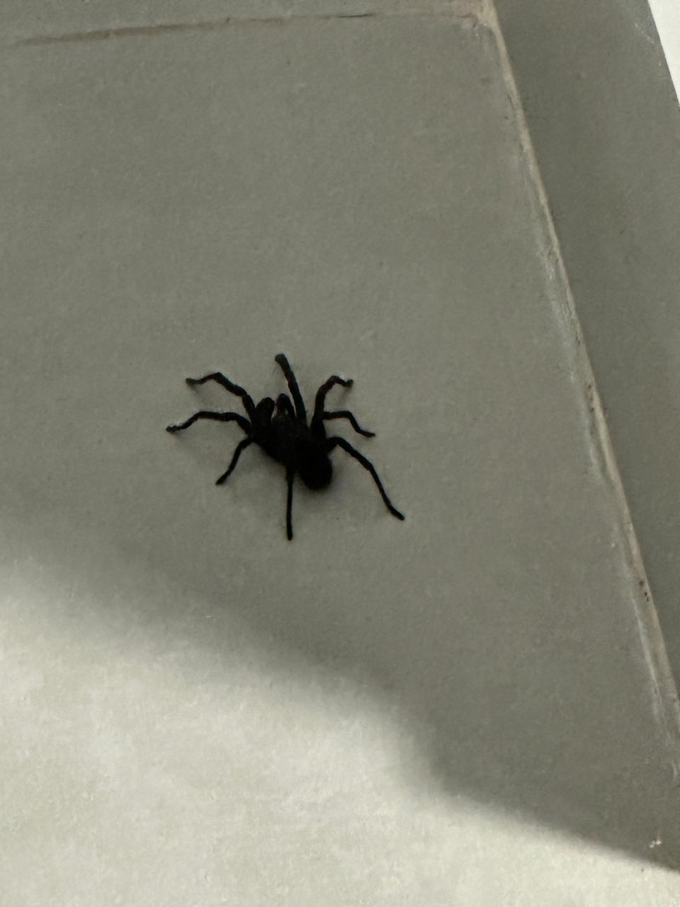 Aranha registrada na residência 5