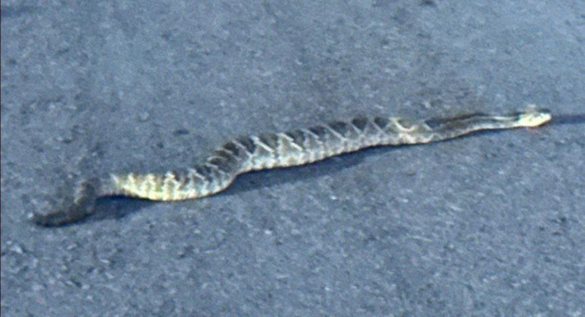Cobra registrada nas dependências 1