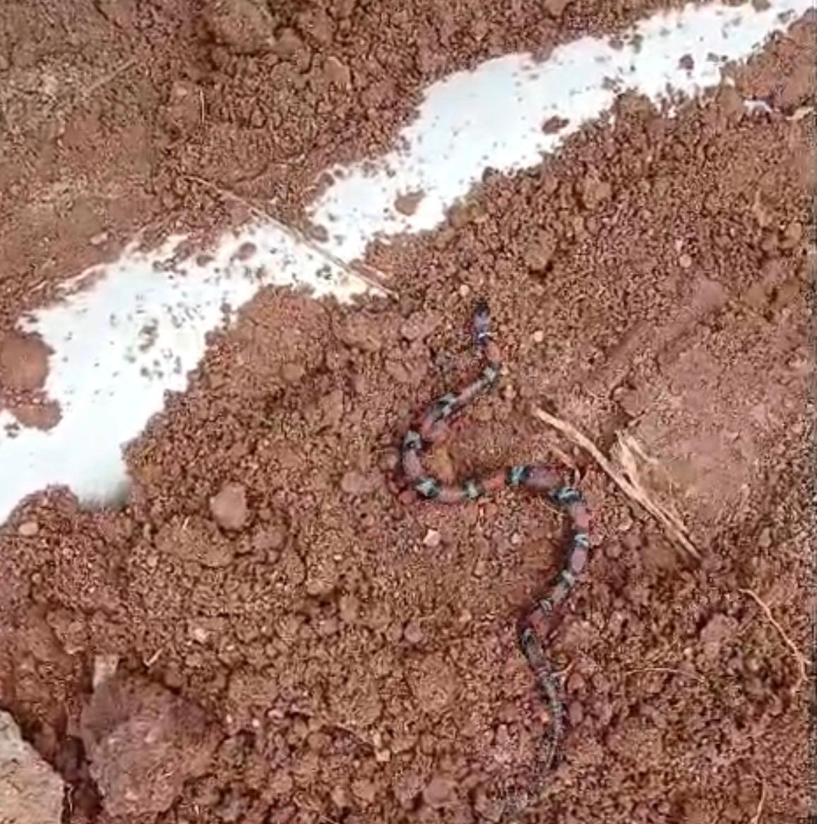 Cobra registrada nas dependências 2