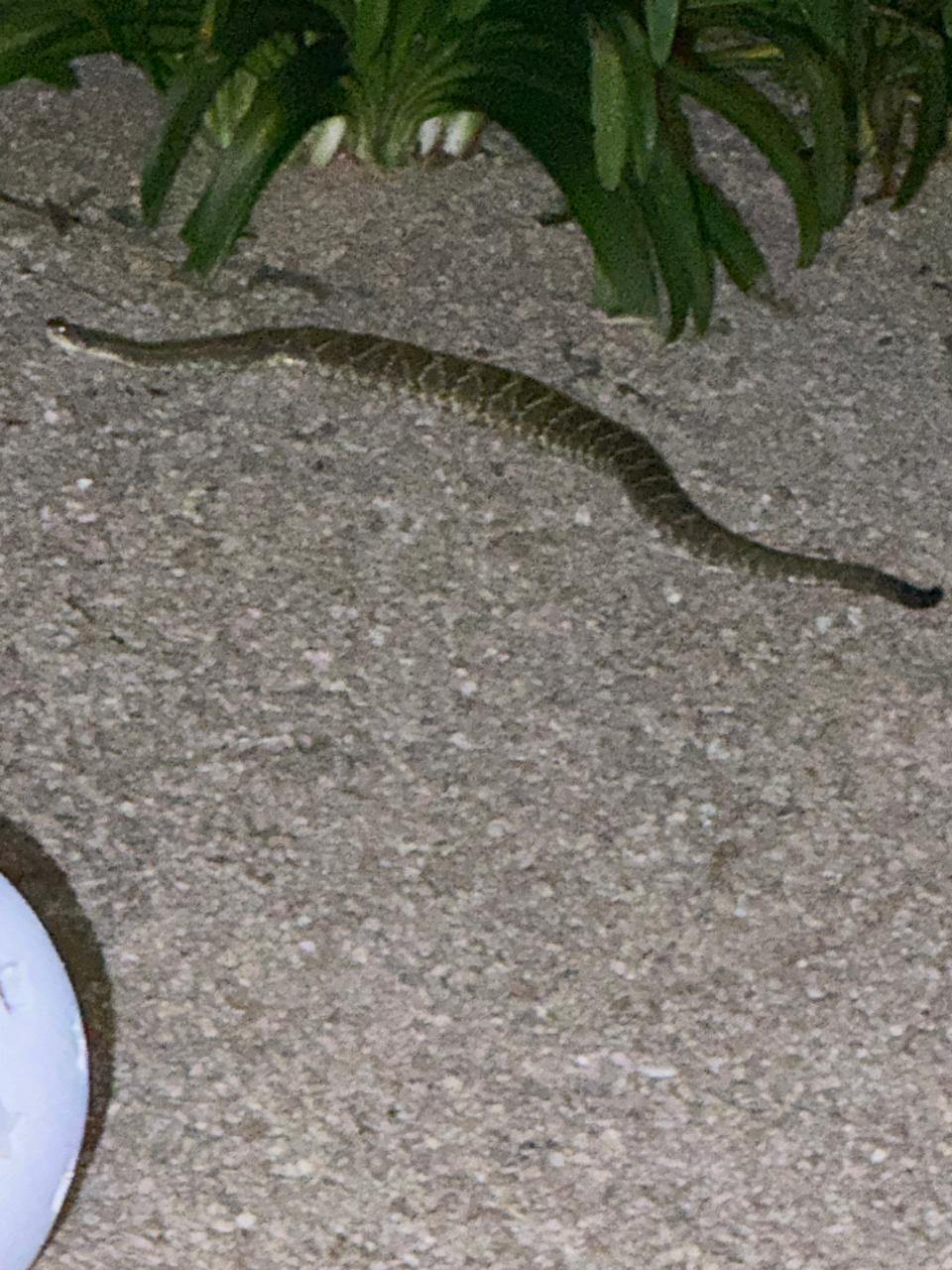 Cobra registrada nas dependências 3
