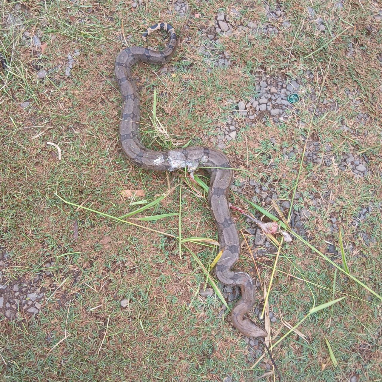 Cobra registrada nas dependências 4