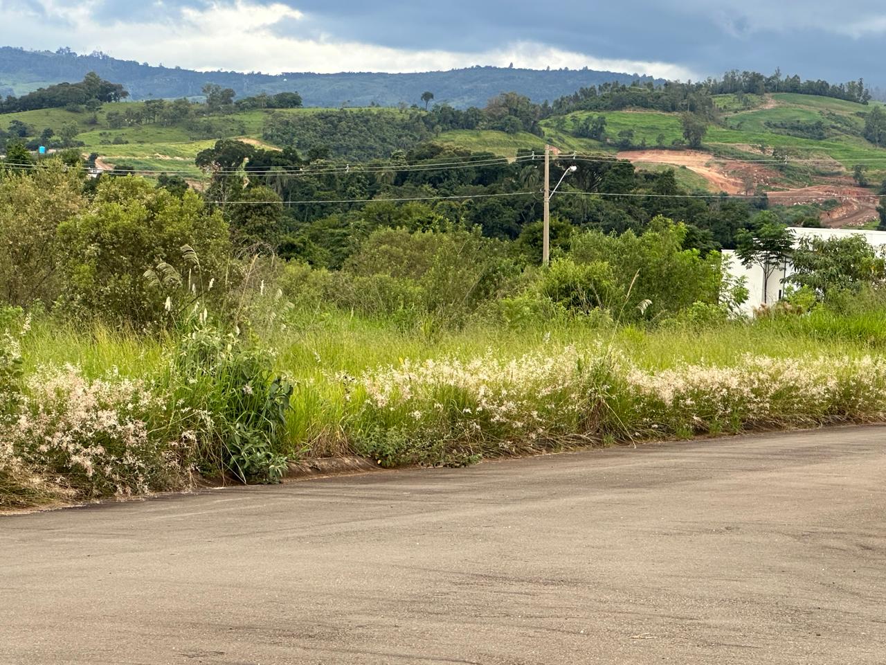 Mato alto nos lotes e áreas comuns 1