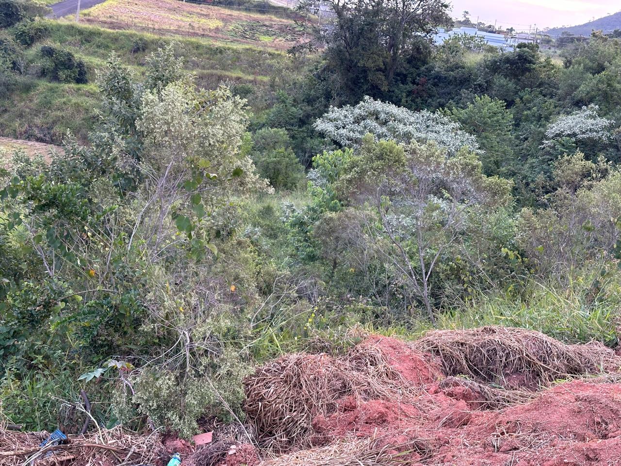 Mato alto nos lotes e áreas comuns 5
