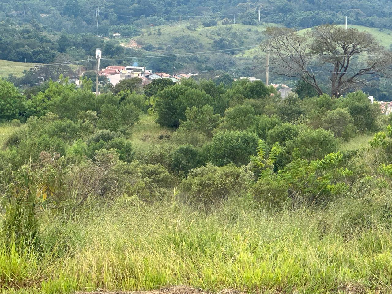 Mato alto nos lotes e áreas comuns 13