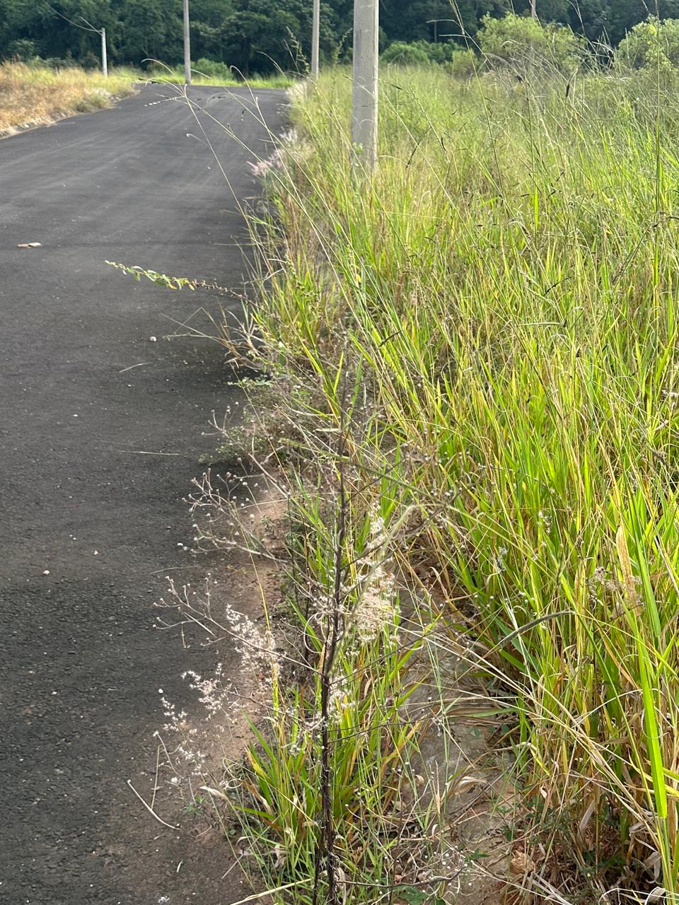 Rua interna sem pavimentação 1