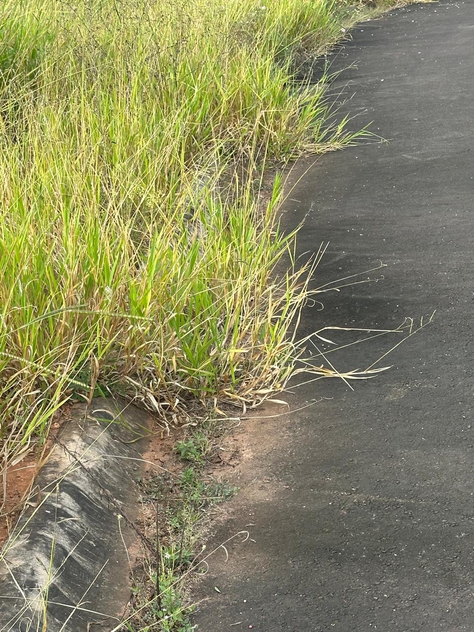 Rua interna sem pavimentação 2
